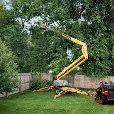 Best Tree Maintenance Programs  in Hastings, PA