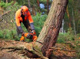 Best Tree Disease Treatment  in Hastings, PA