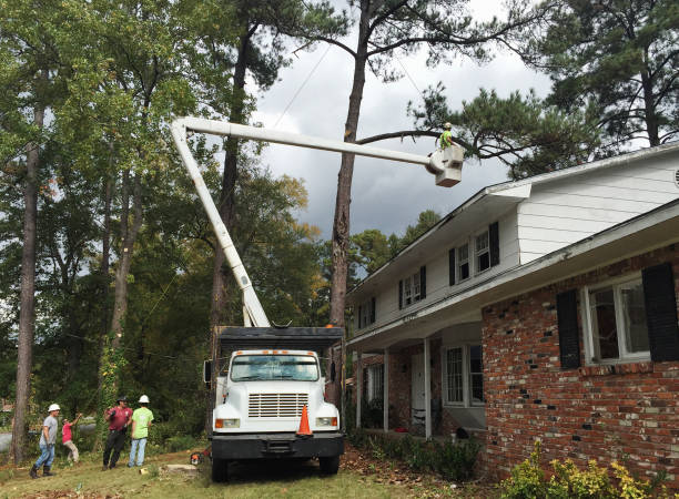 Professional Tree Services in Hastings, PA