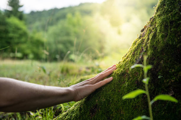 Tree and Shrub Care in Hastings, PA