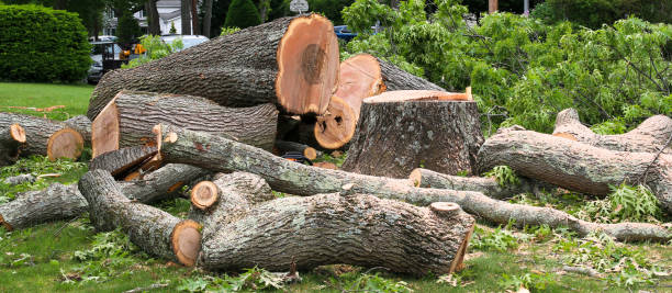 How Our Tree Care Process Works  in  Hastings, PA