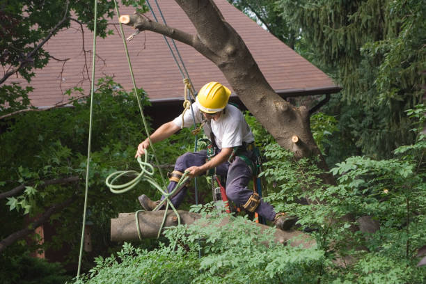 Best Tree Health Inspection  in Hastings, PA