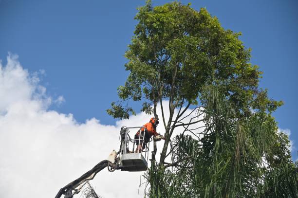 Best Tree Removal  in Hastings, PA